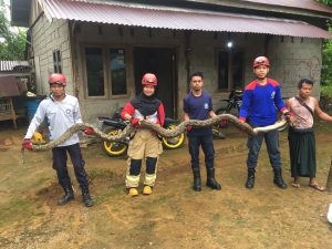 Damkar Luwu Timur Evakuasi Ular Piton Panjang 8 Meter dari Permukiman Warga