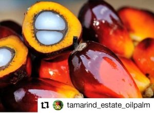 Rapat di Luwu Timur, Harga TBS di Sulsel Rp 1.970 Per Kilogram