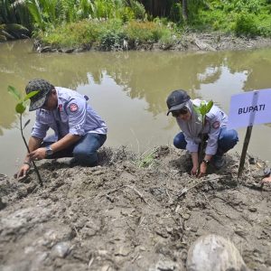 5.000 Pohon Mangrove Ditanam di Malangke Luwu Utara
