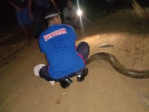 Anggota Damkar Luwu Timur Bantu Warga Tangkap Ular Piton 8 Meter