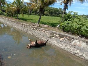 Dinas Pertanian Luwu Timur: Peternak Babi Rugi Rp 64 M Akibat ASF