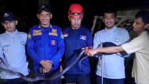 Damkar Wotu Luwu Timur Tolong Warga Evakuasi Ular Hitam