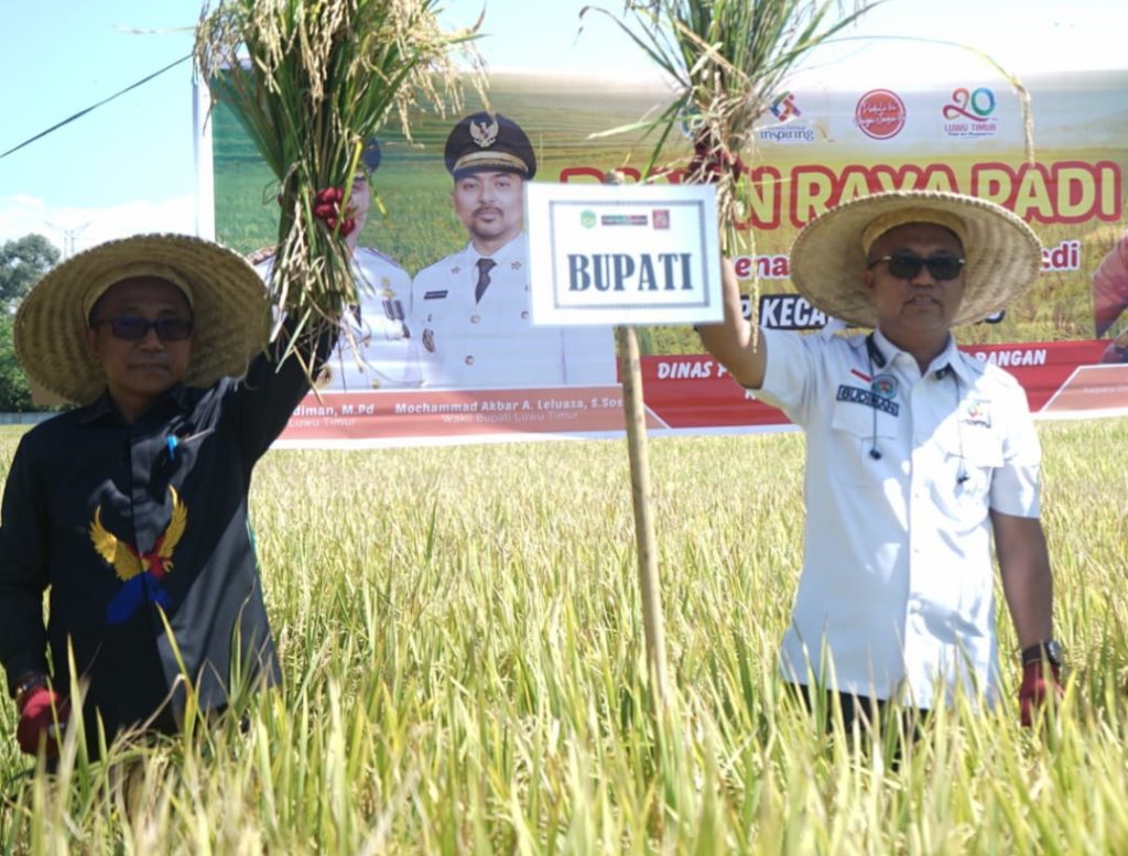 Anggota DPRD Luwu Timur Panen Raya Bareng Bupati Budiman di BPP Wotu