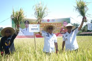Bupati Luwu Timur Panen Raya Benih Padi Lokal di BPP Wotu