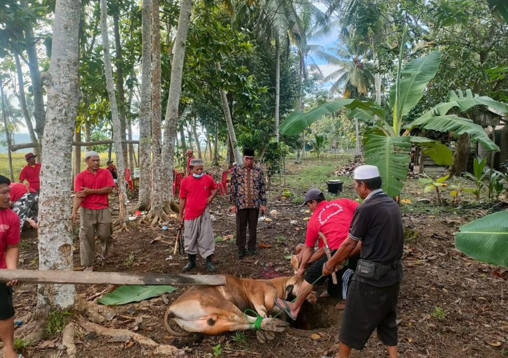 Idul Adha, Camat Yulius Pantau Pembagian 63 Daging Hewan Kurban di Tomoni Timur