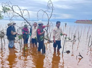 DLH Luwu Timur, Karang Taruna Desa Harapan Tanam 5.000 Bibit Mangrove di Pantai Lampia