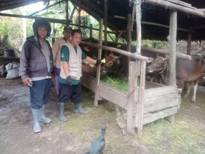 31 Kelompok Ternak di Luwu Timur Bakal Dapat 309 Ekor Sapi