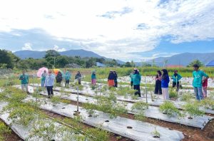 Reformer Luwu Timur Perkenalkan Metode Smart Farming Cabai