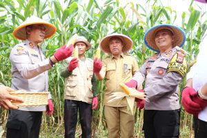 Budiman dan Kapolda Sulsel Panen Jagung di Depan Polsek Malili