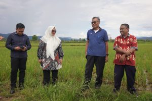 Tinjau Lahan Sawah Diserang Hama Tikus, Wabup Puspa Serahkan Bantuan