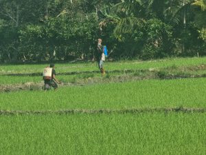 Pemkab Luwu Timur Dukung Gerdal OPT Penggerek Batang Padi di Lumbewe