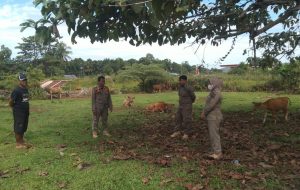 Warga Keluhkan Hewan Ternak Berkeliaran, Satpol PP Luwu Timur Bertindak