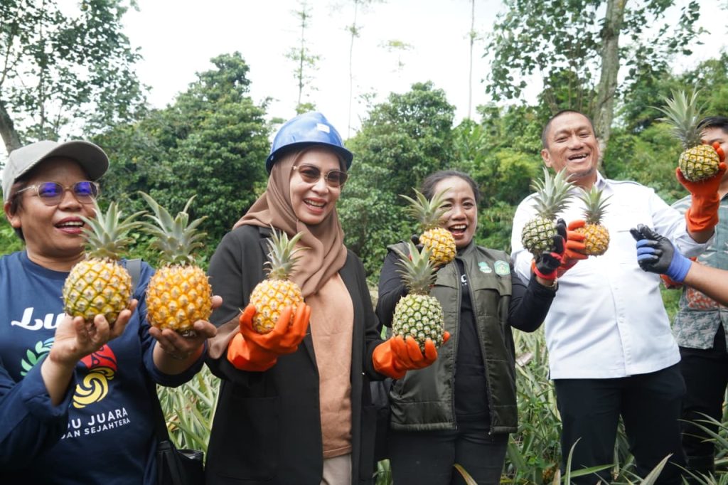 Study Visit Pandu Juara Lutim, Bupati Ingin Desa Tabarano Adopsi Sentra Perkebunan Nanas Kediri
