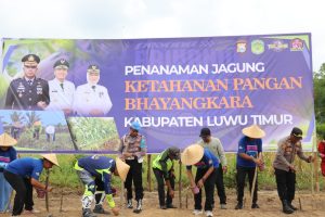 Pj Sekda Ramadhan Bareng Kapolres Luwu TimurbTanam Jagung di Margolembo