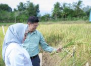 PT Vale Panen Bersama Demplot Padi Berkelanjutan di Kolaka, Dukung Asta Cita Presiden dan SDGs Ketahanan Pangan