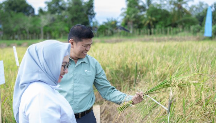 PT Vale Panen Bersama Demplot Padi Berkelanjutan di Kolaka, Dukung Asta Cita Presiden dan SDGs Ketahanan Pangan
