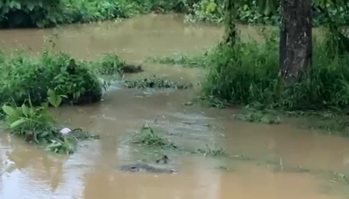 Sungai Ussu Banjir, Buaya Berenang Dekat Rumah Warga